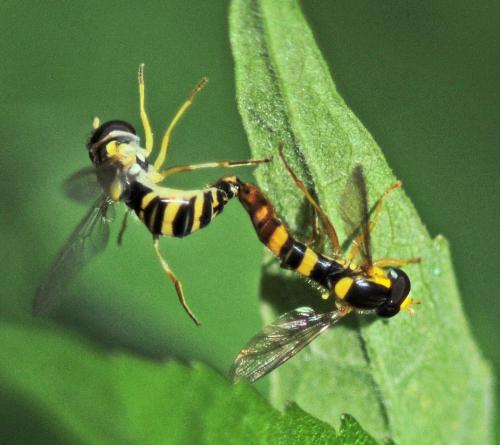 Sphaerophoria scripta